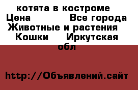 котята в костроме › Цена ­ 2 000 - Все города Животные и растения » Кошки   . Иркутская обл.